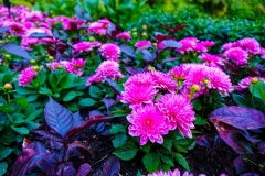 Barbie Flowers